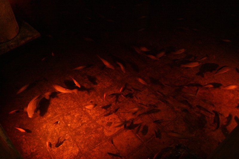 Istanbul Ooglaseren 2010 - 069